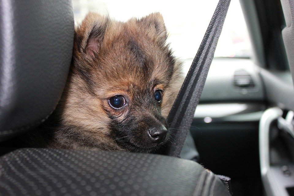 animals-1390631_960_720.jpg