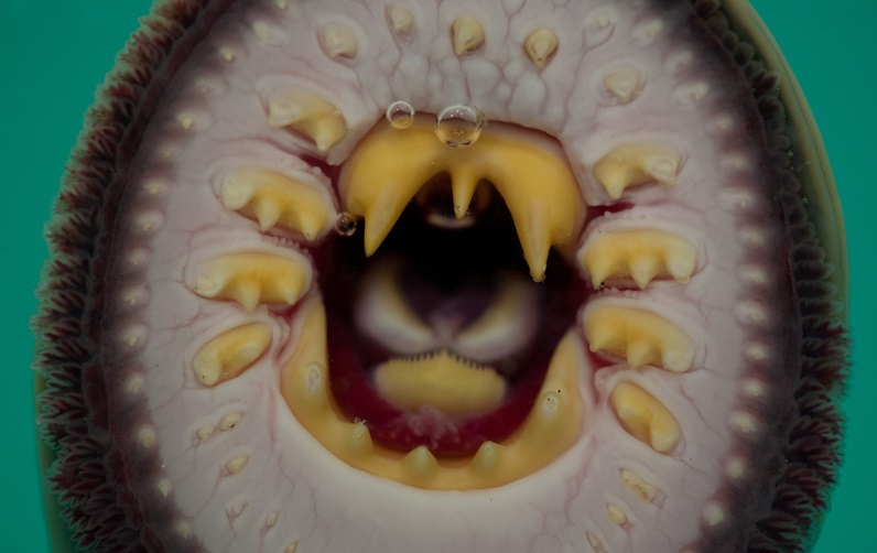 quiche.jpg