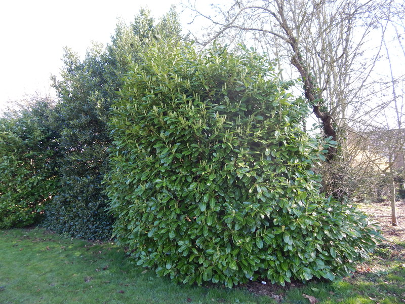 Laurel_bushes_and_Holley_in_Orford_recreation_ground_-_geograph.org.uk_-_3890994.jpg
