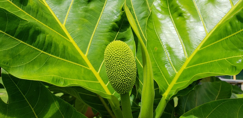 4 面包树.jpg