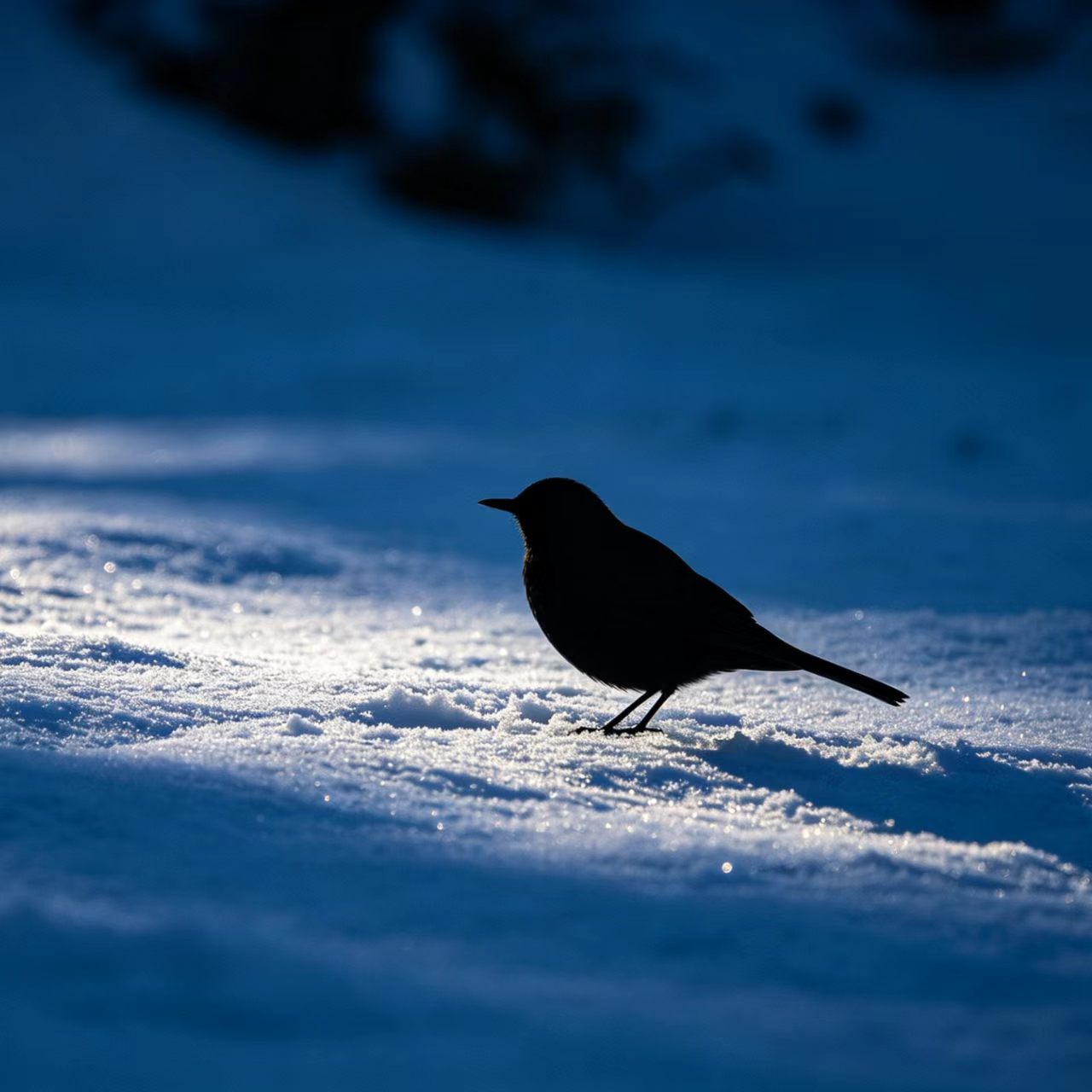 snow