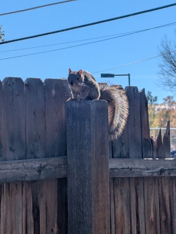squirrel_1.jpeg