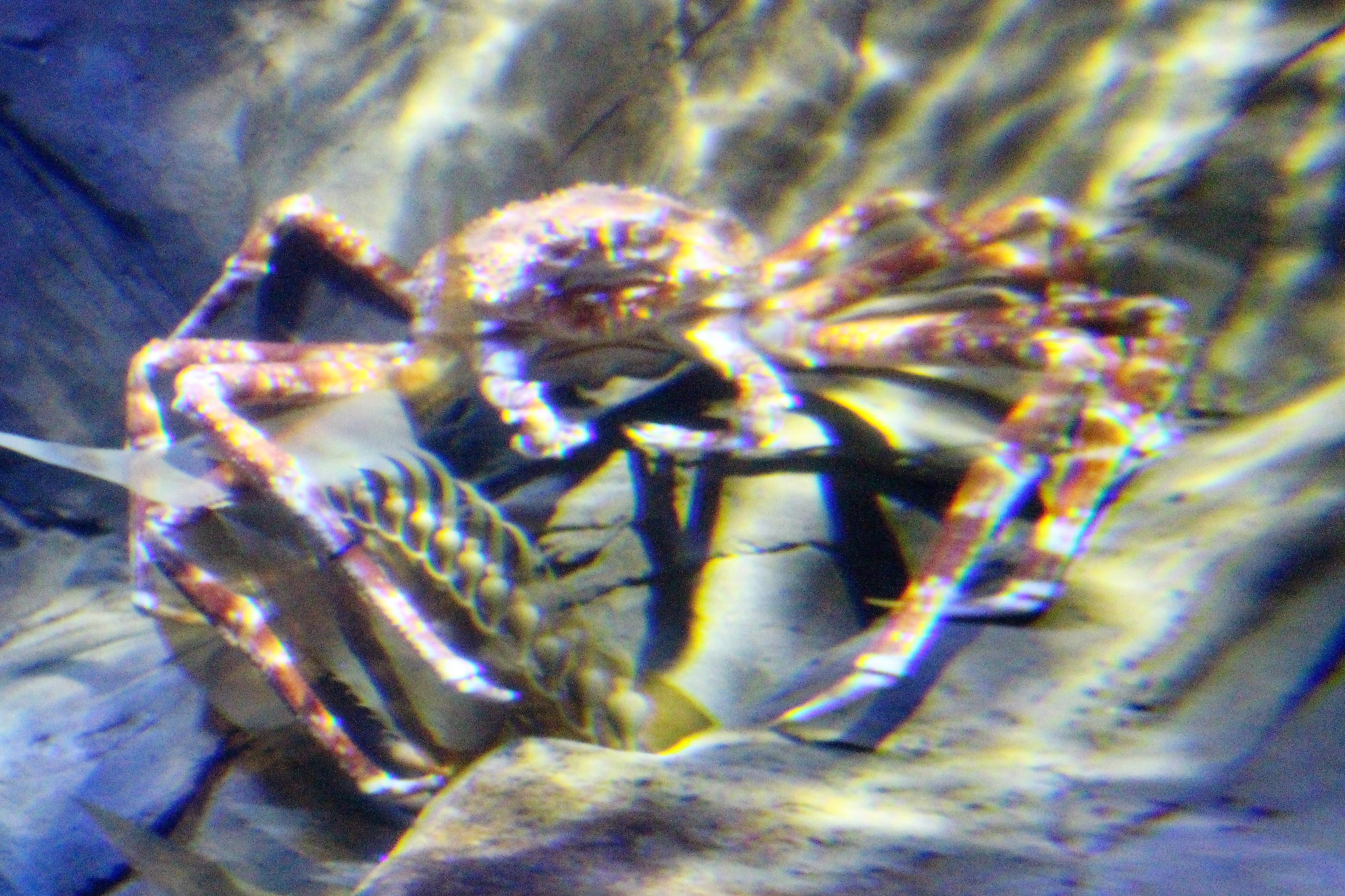 Iz_-_Macrocheira_kaempferi_-_3.jpg