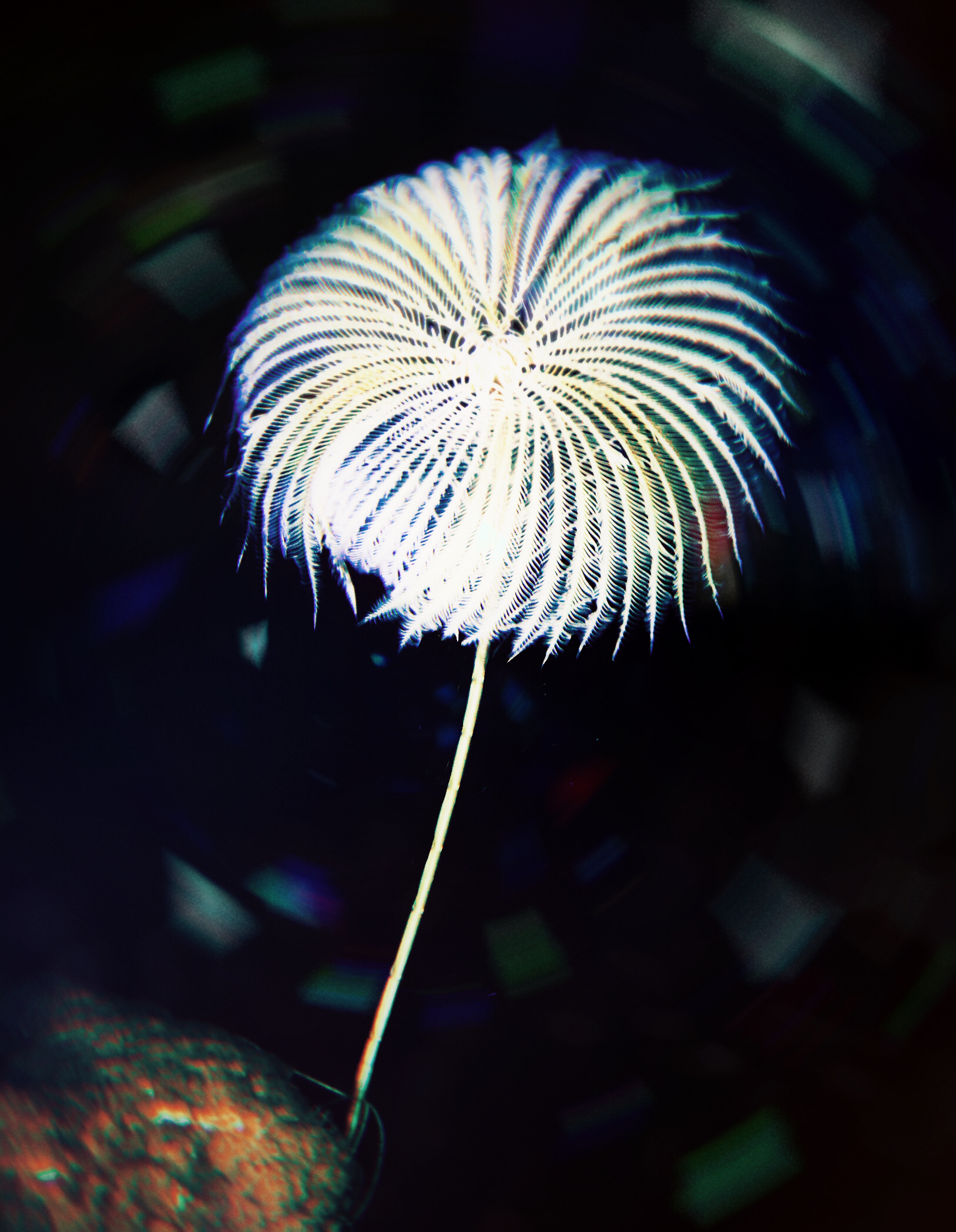 cn-846