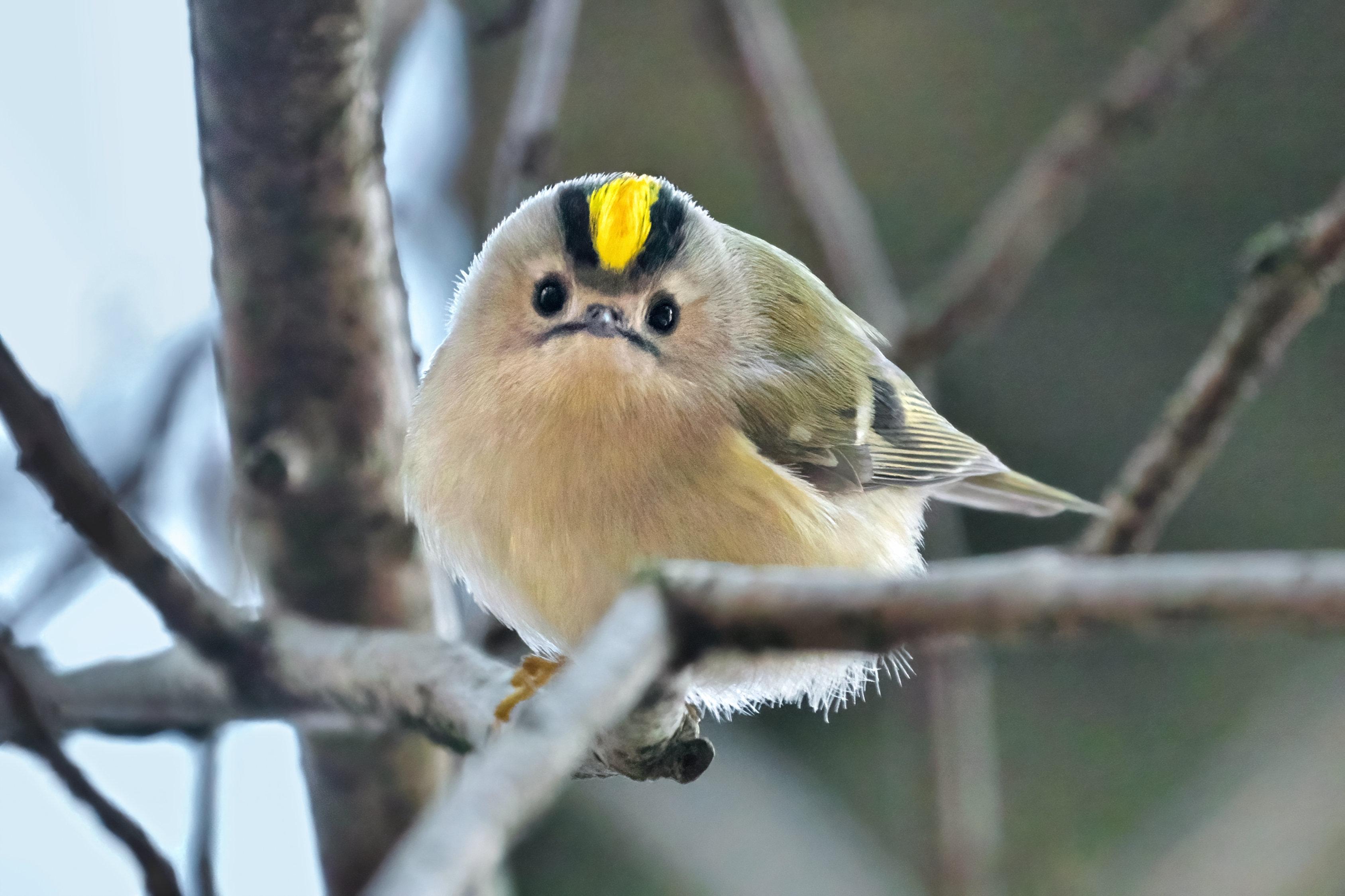 Goldcrest_(49821698331).jpg