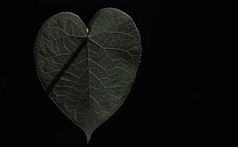 leaf.jpg