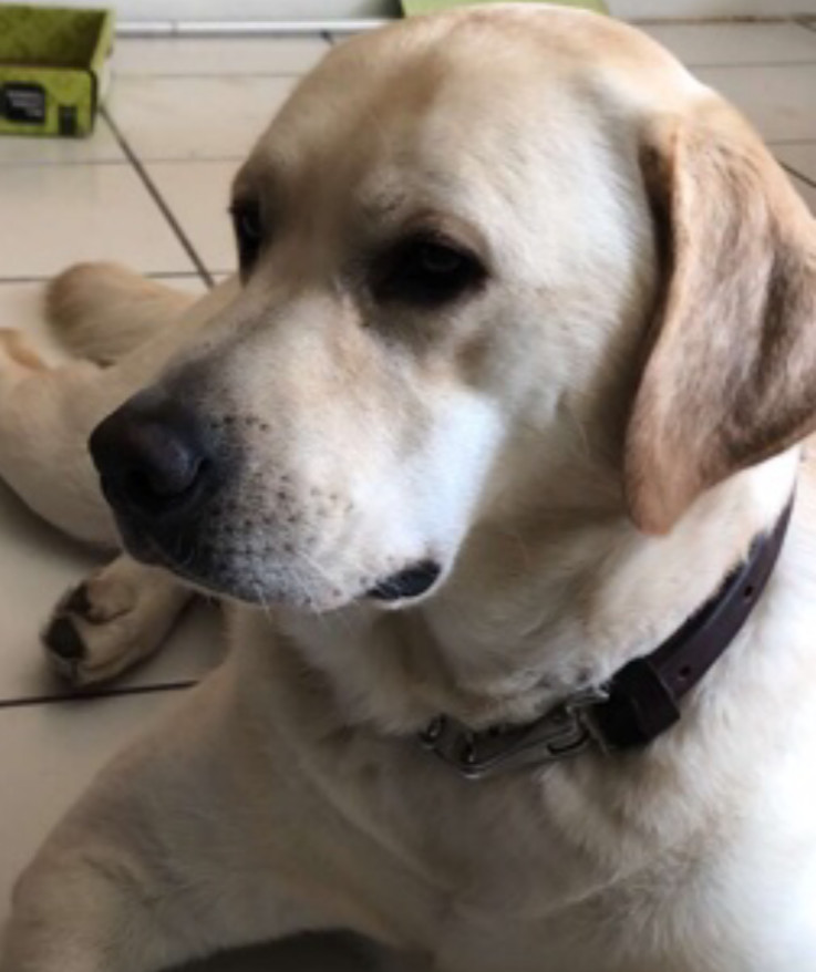 sad_dog.jpg