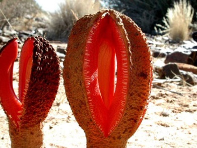 HydnoraAfricana.jpg