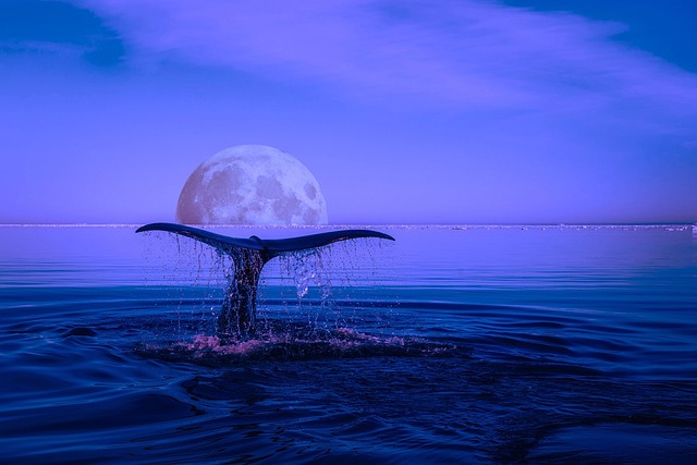 whale-2580660_640.jpg