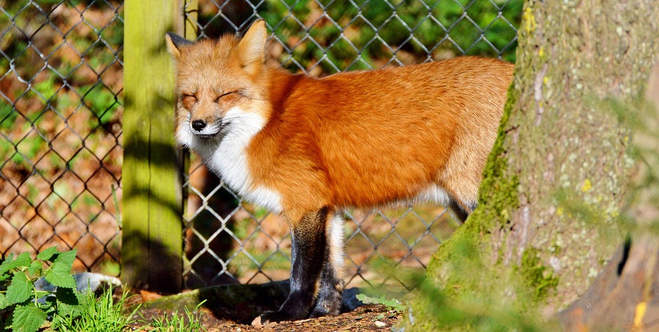 fuchs-3031694_960_720.jpg