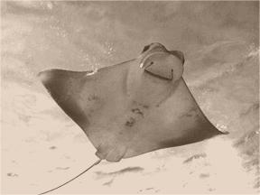 sea-water-nature-ocean-ray-skate-759007-pxhere.com.jpg