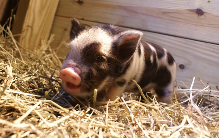 piglet-1.jpg