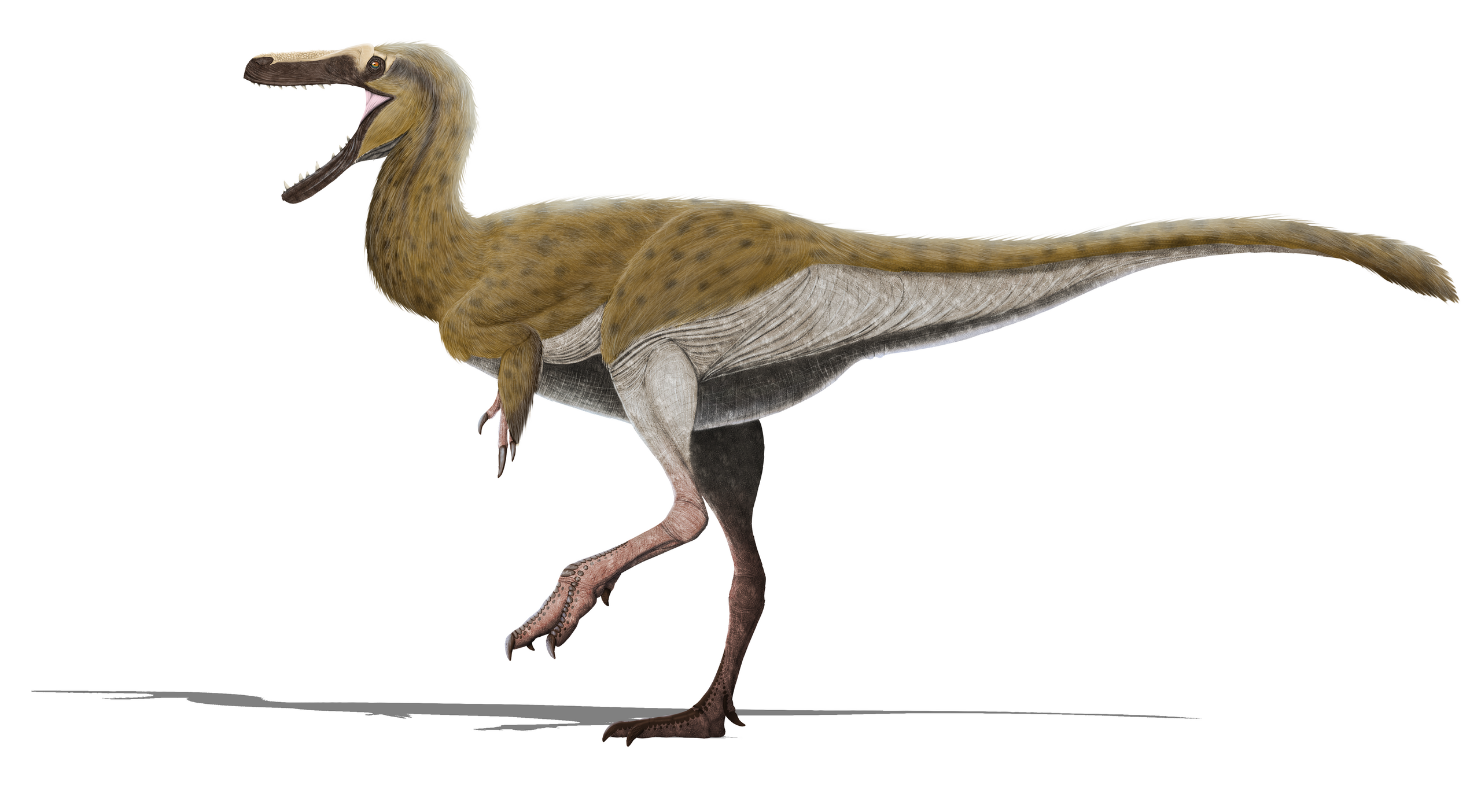 Xiongguanlong_baimoensis.png