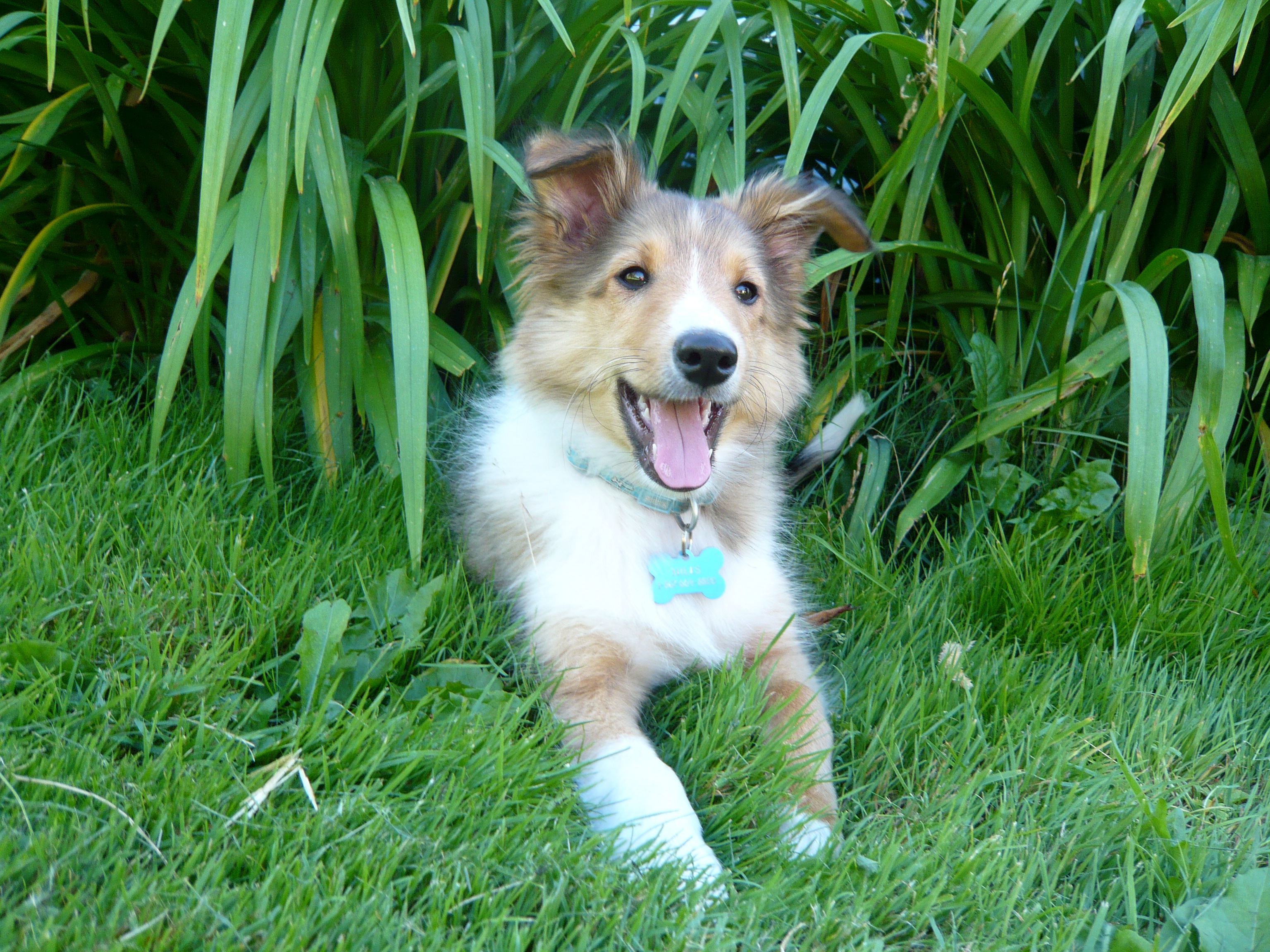 12_week_old_Sheltie_pup.jpg