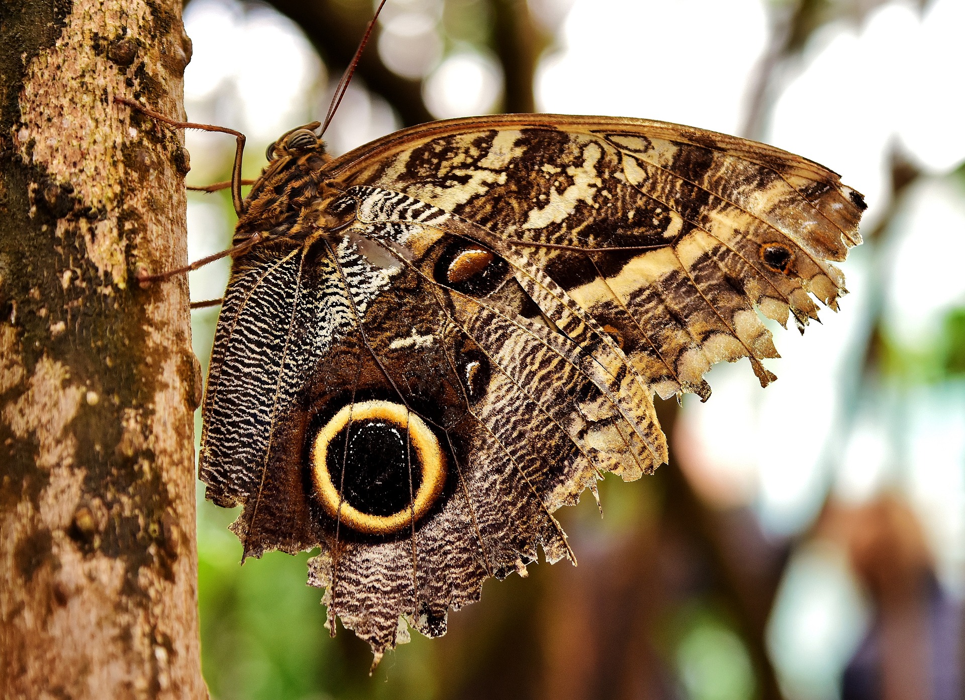 ECDYSIS.jpg