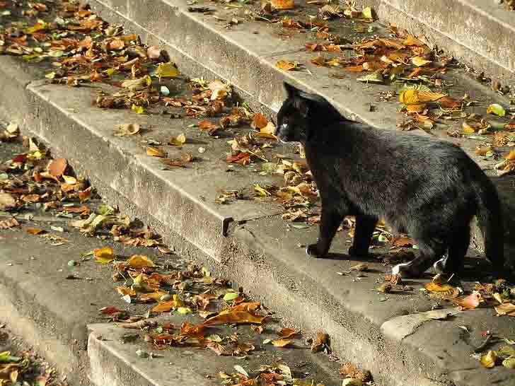 cat-2