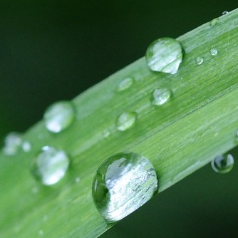dew.jpg