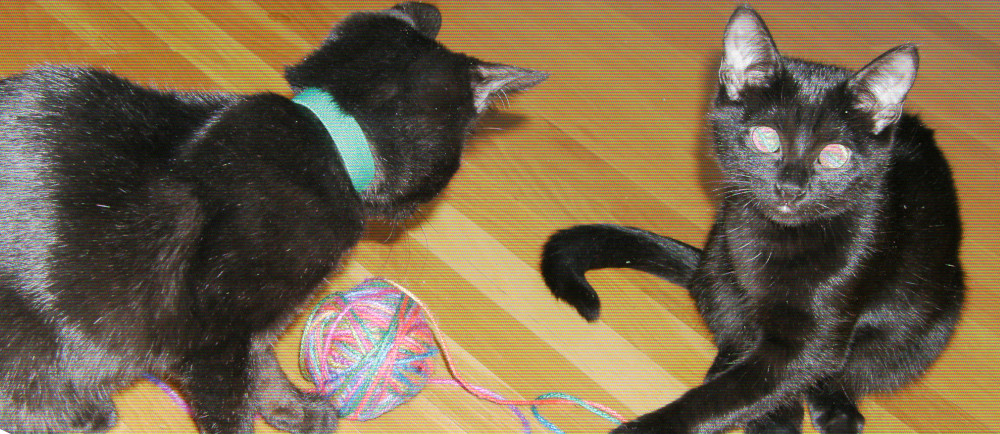 CATS.jpg