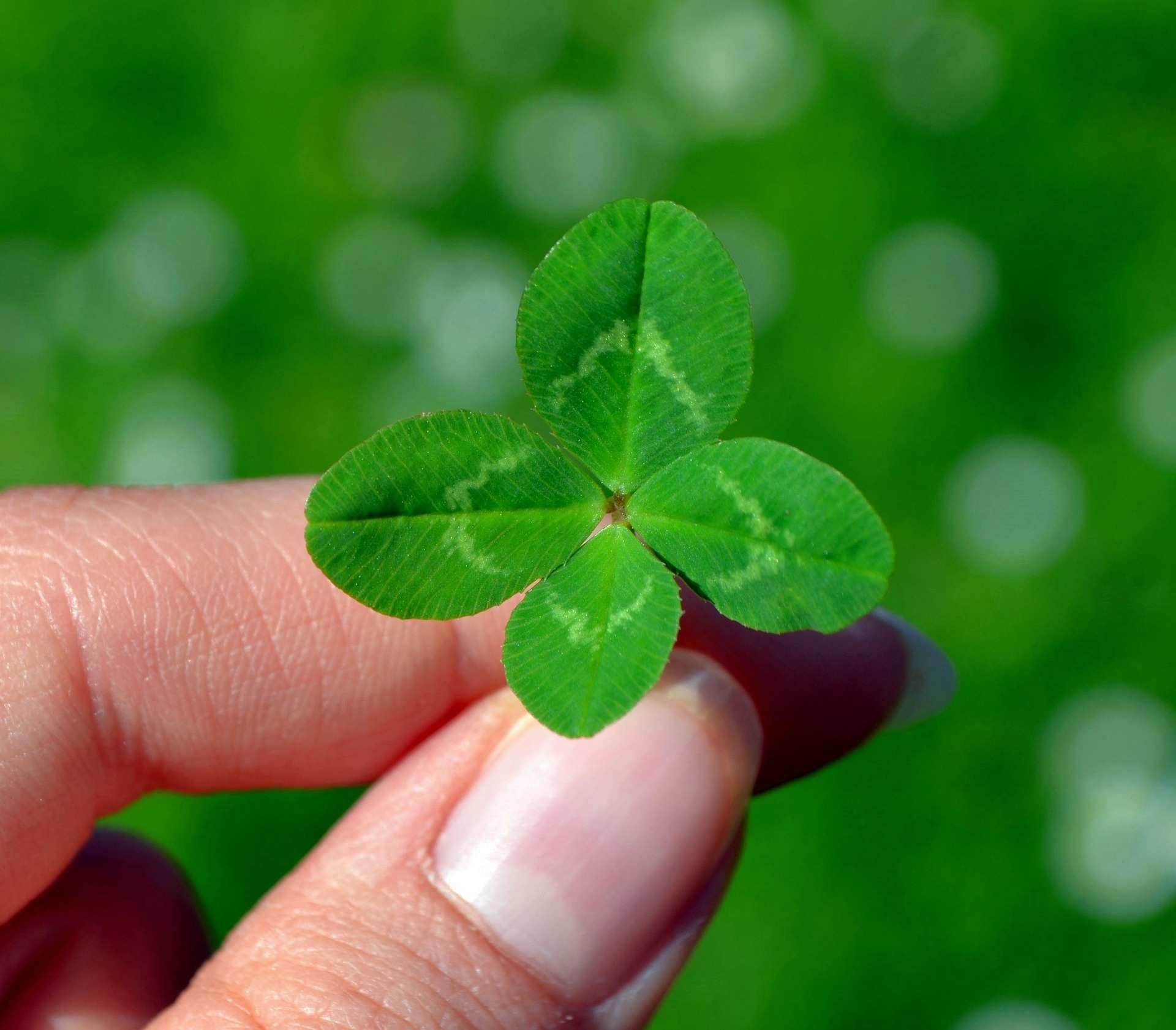 clover-345135_1920.jpg