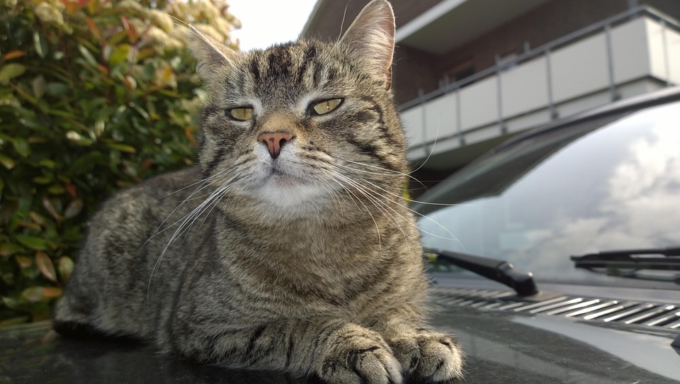 cat-1785145_960_720.jpg