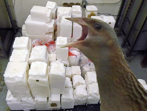 E-Saur observing cack1.png