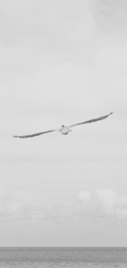seagull.jpg