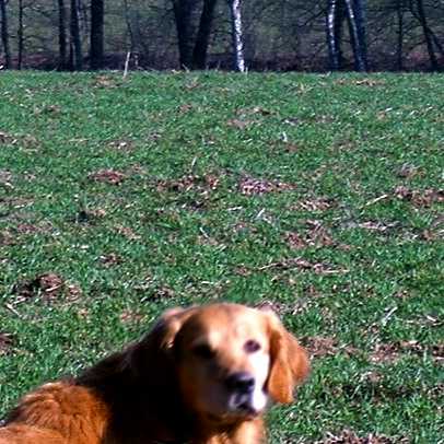 dog12.JPG