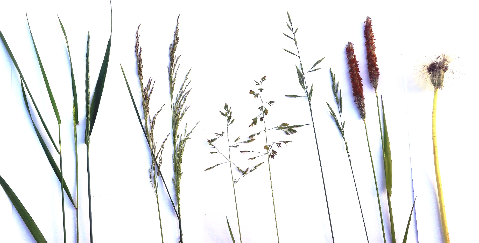 Grasses_in_one_lawn.jpg