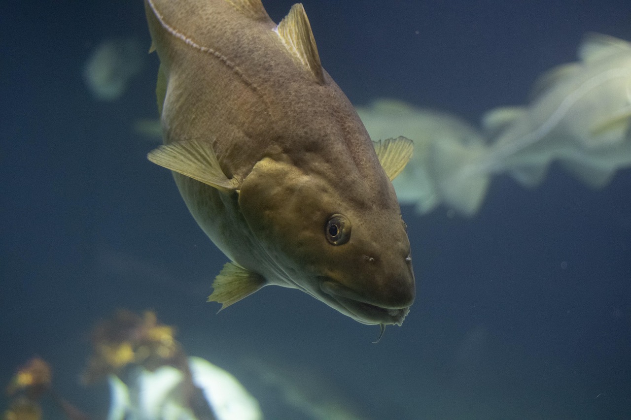 codfish.jpg
