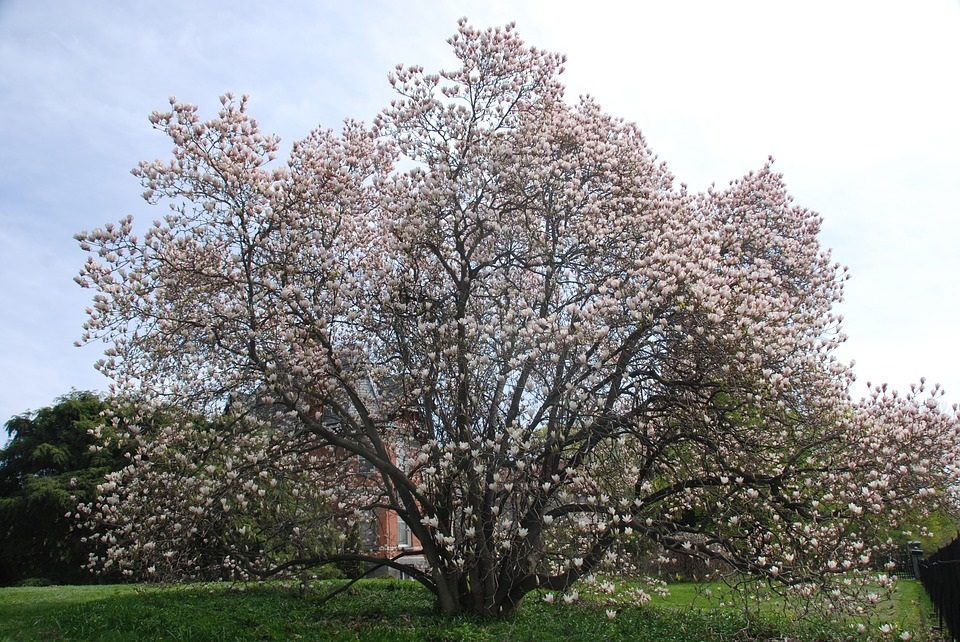 桜1.jpg