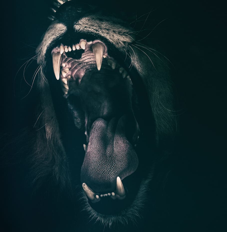 lion-teeth-roar-fear.jpg