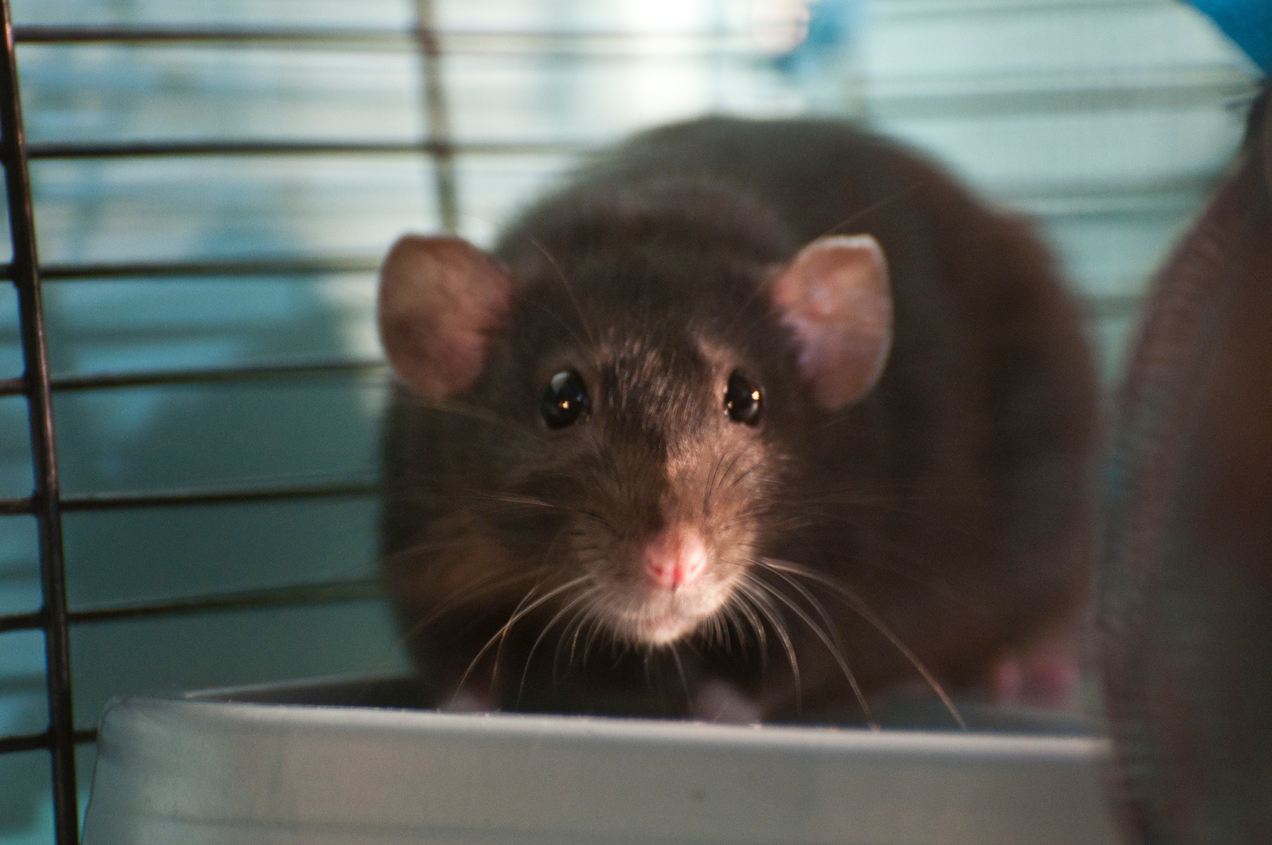 Rat