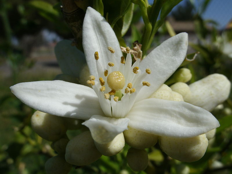 800px-Orange_Blossom.JPG