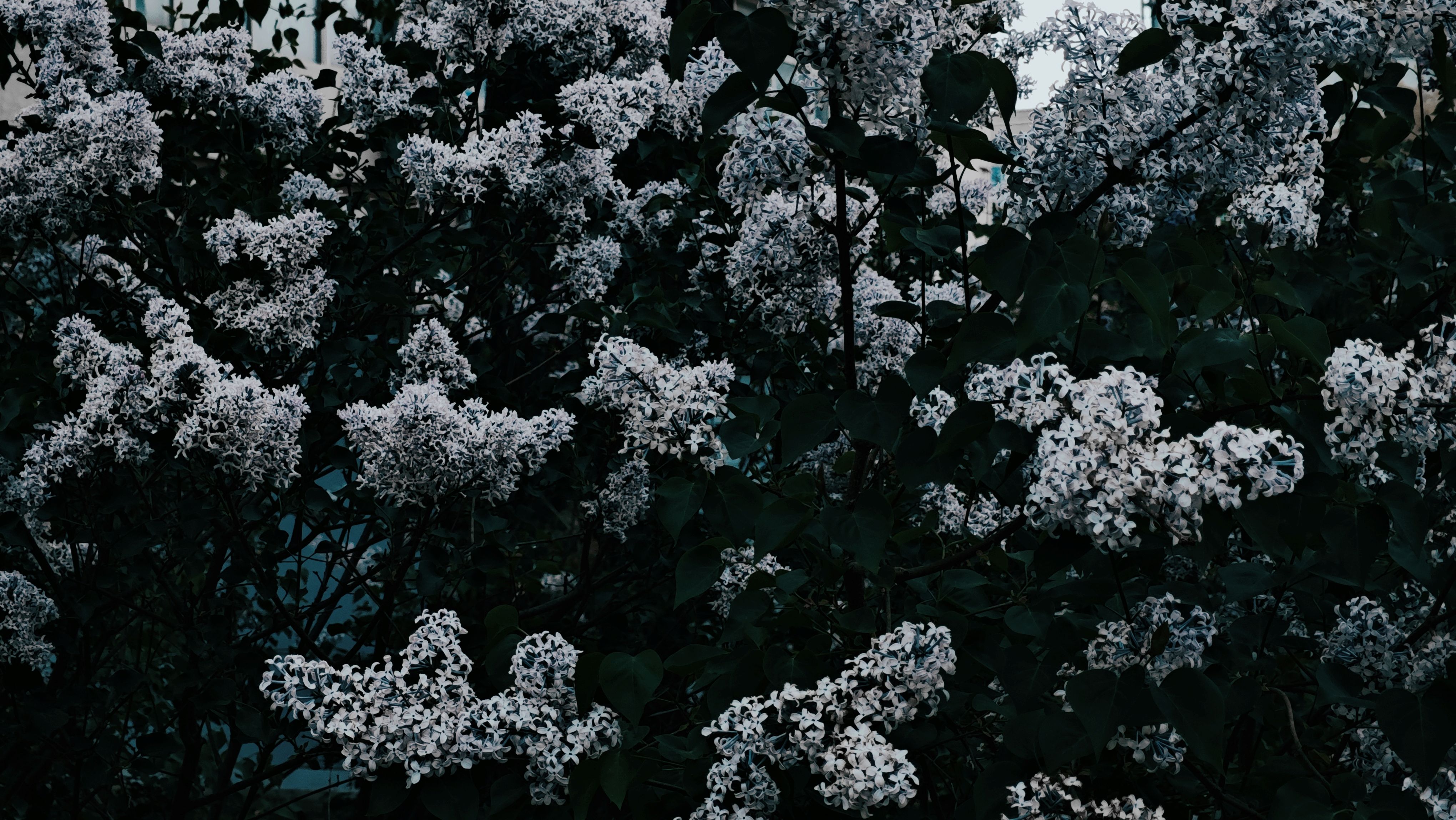 繁花2.jpg