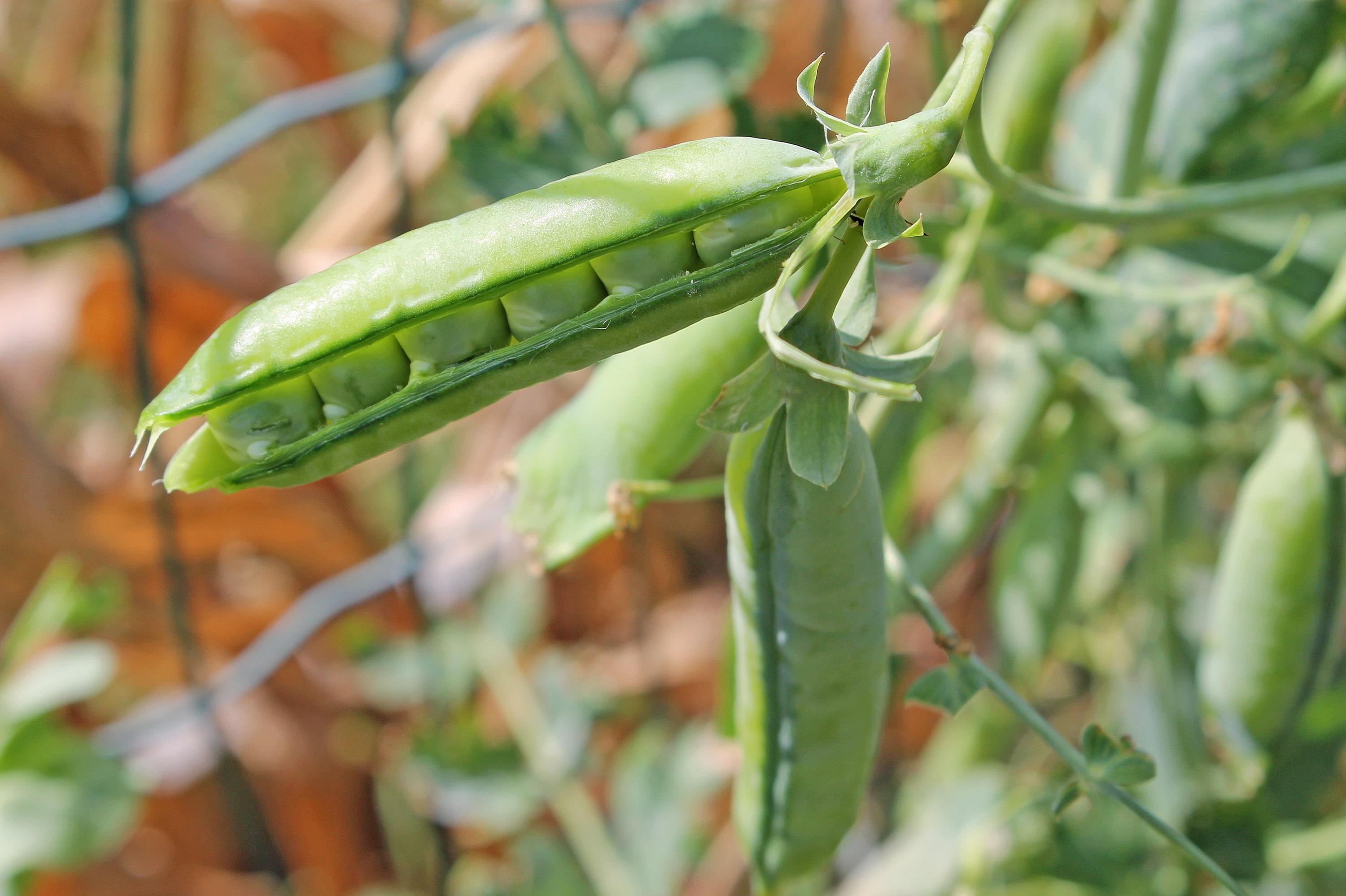 cj-pea-6003632.jpg