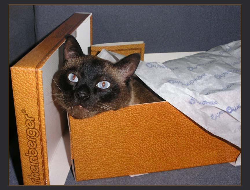 Кот 7.jpg