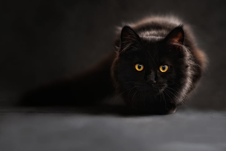 cat-1