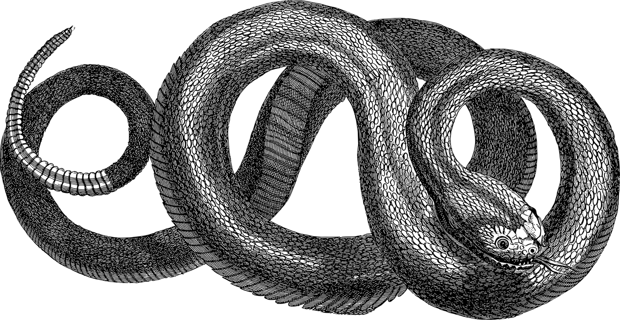 snake-5689373_1280.png