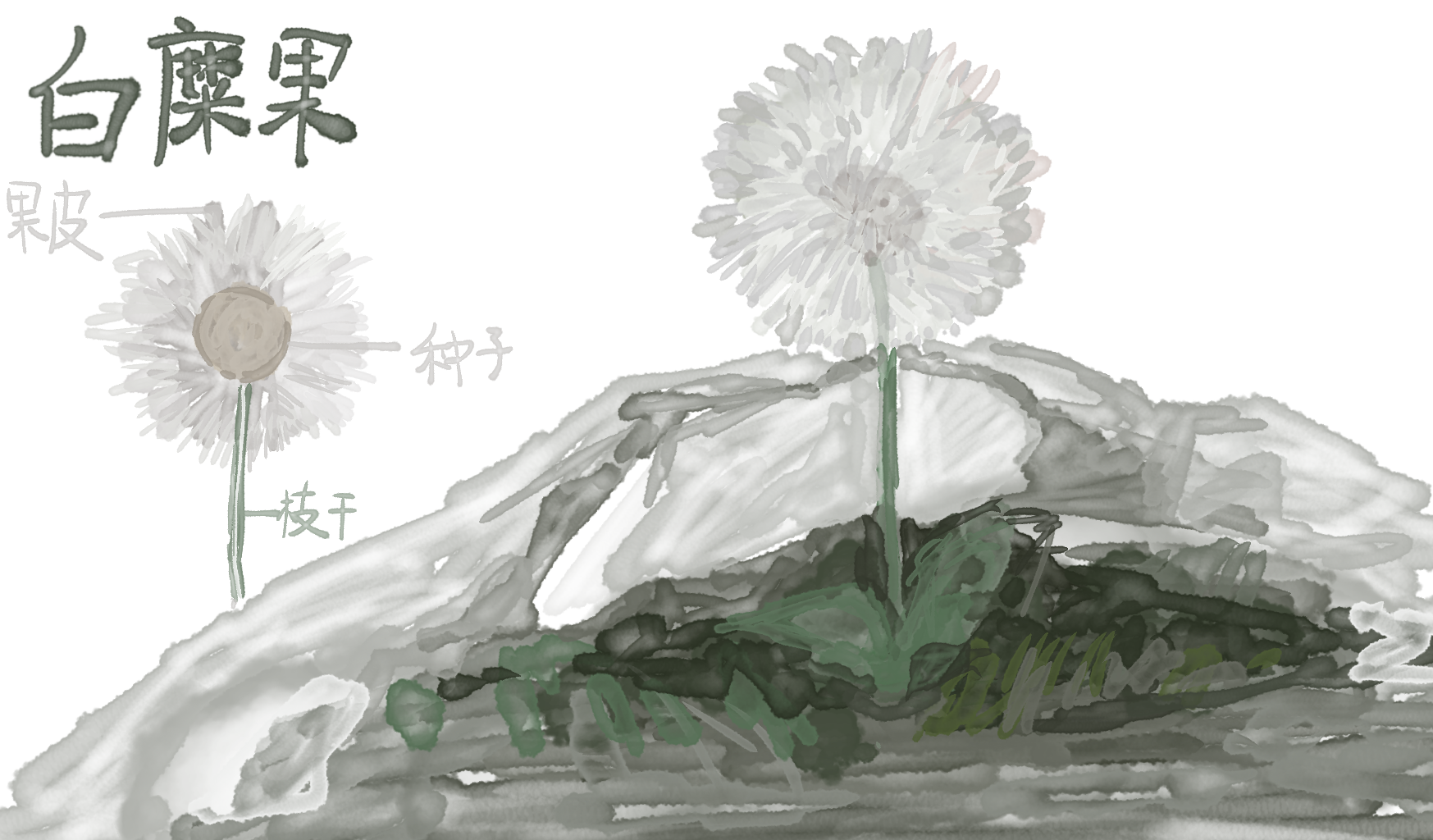白糜果