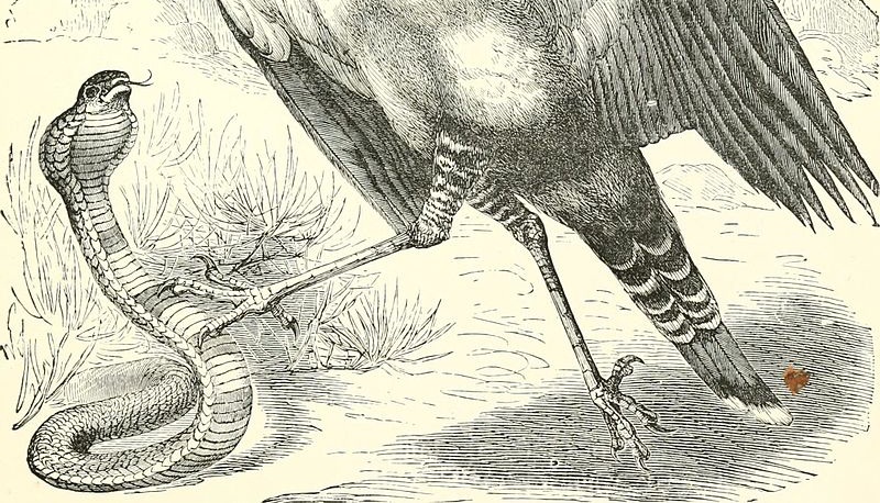 2 Sagittarius serpentarius.jpg
