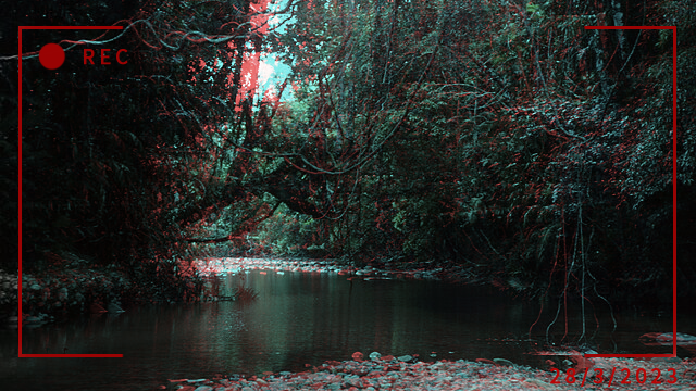 3300forest.png