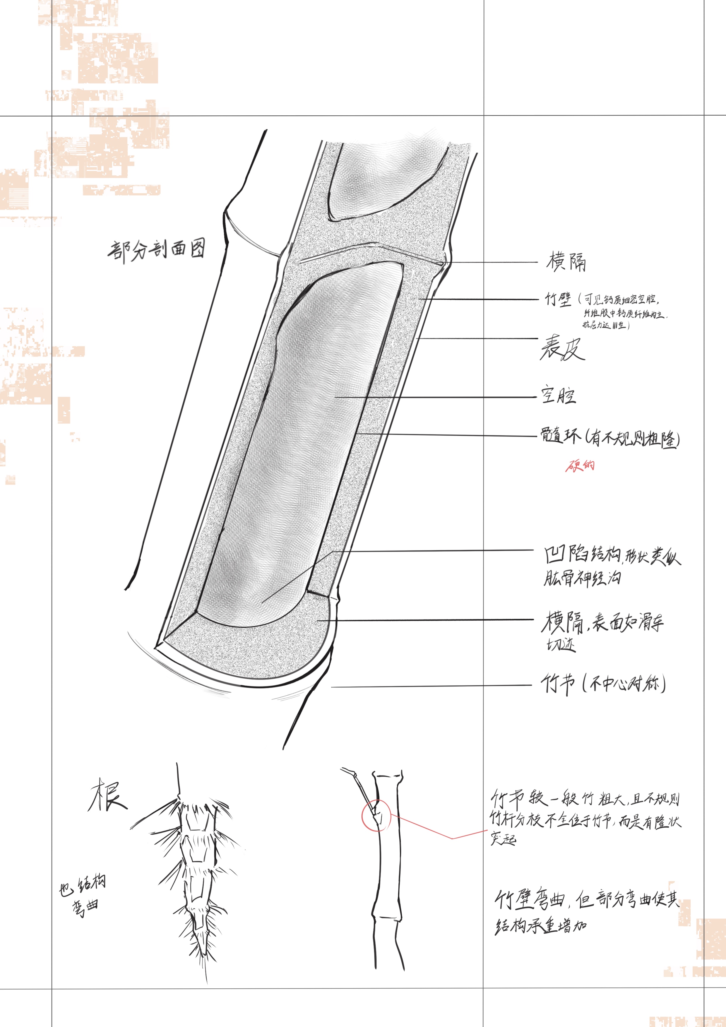 骨竹.JPG