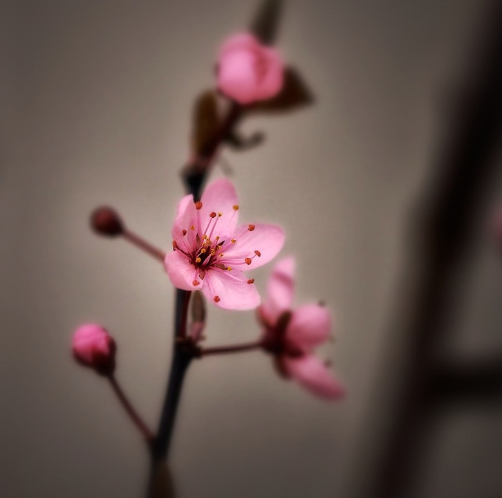 sakura