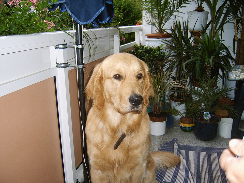dog5.JPG