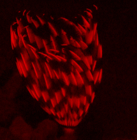 louise-murray-indian-tubeworm-or-feather-duster-worm-is-a-filter-feeding-polychaete-annelid-new.png