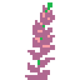 Hyssop