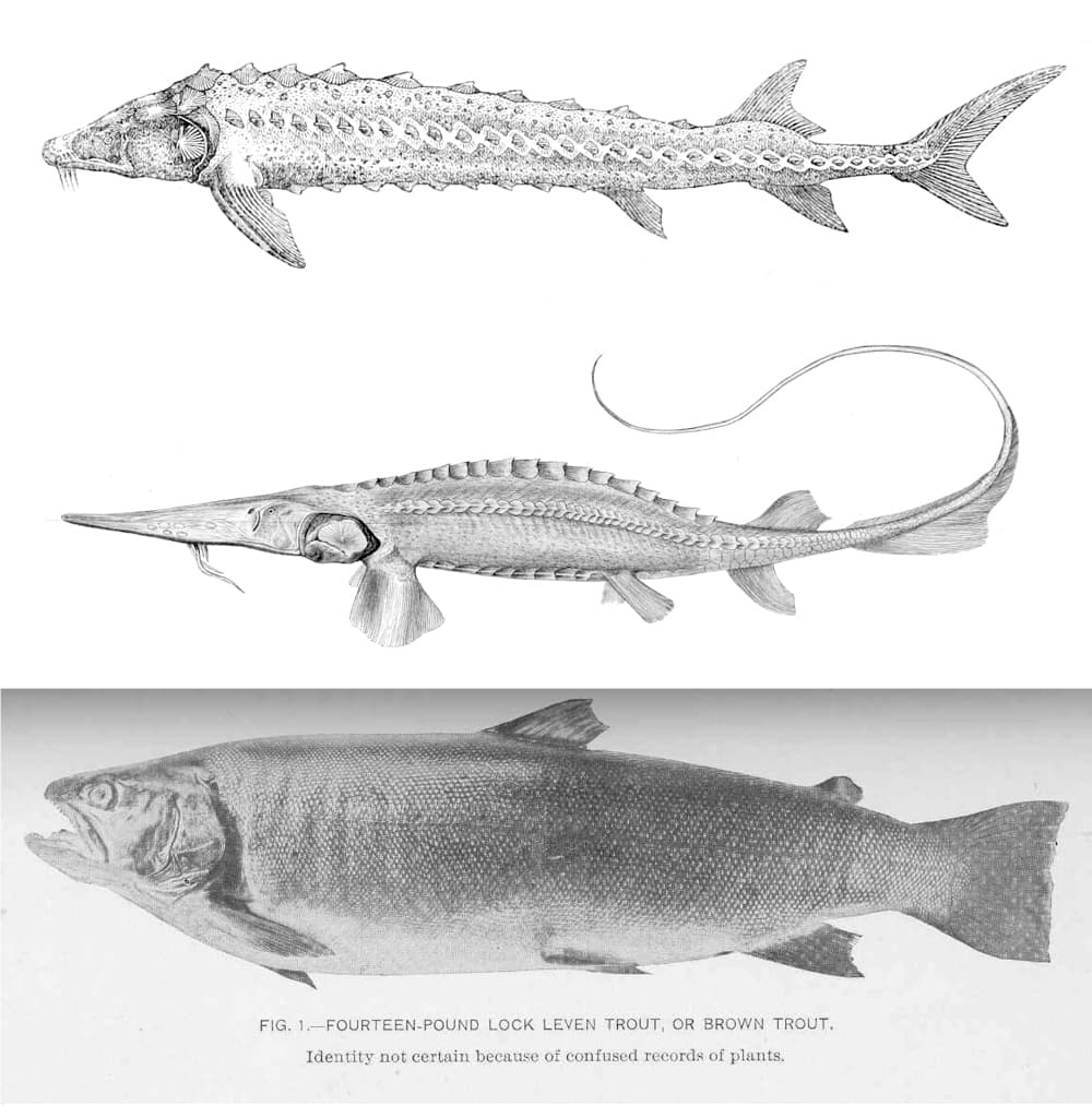 fishes.jpg