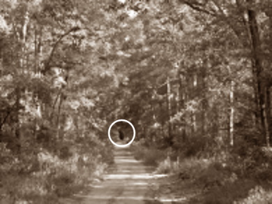 sighting3.jpg