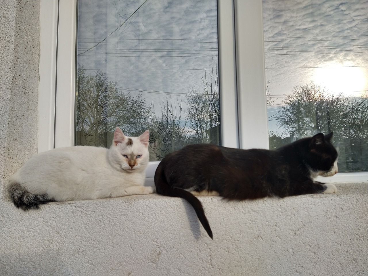 two-cats.jpg