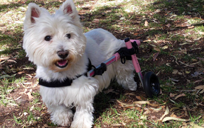 dogwheelchair-4.jpg